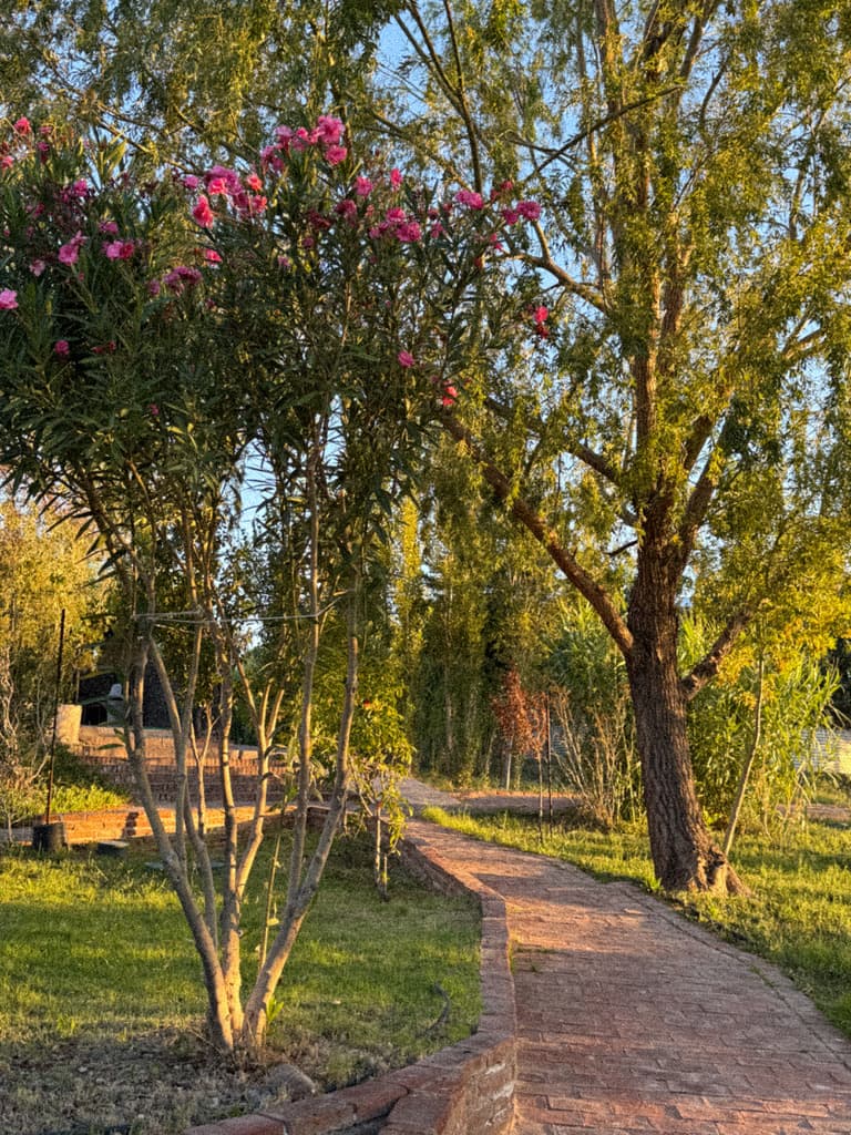 Un camino de ladrillo pasa entre un laurel de flor rosa y un sauce, con el sol bajo de la tarde.