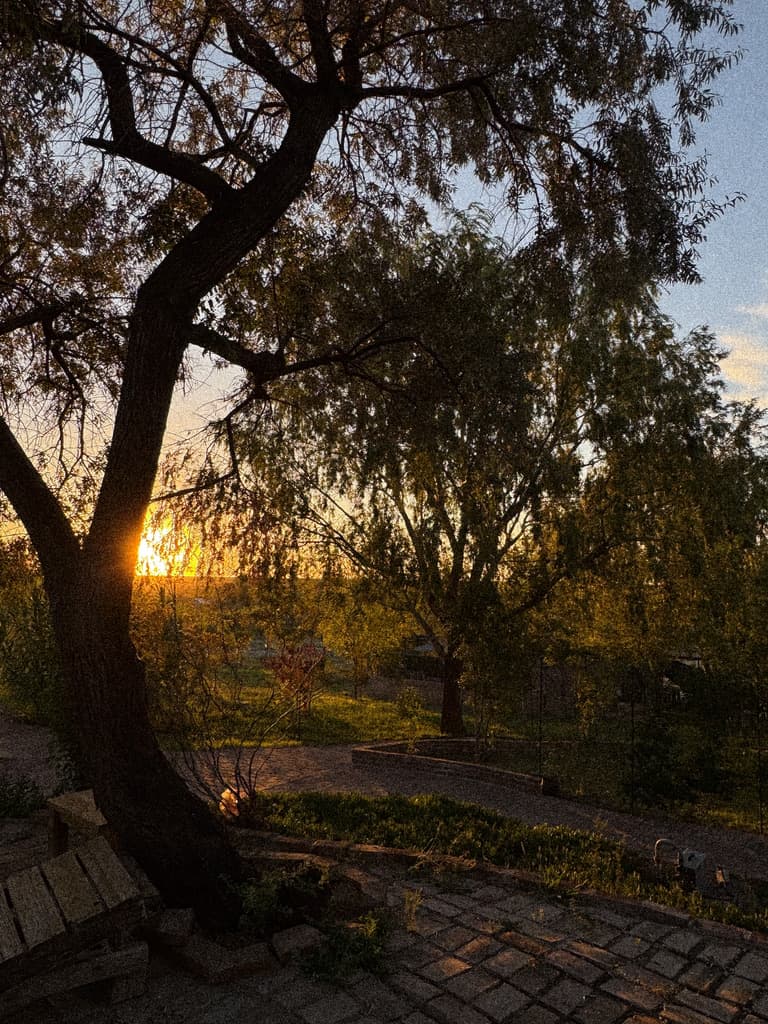 El sol bajo se asoma detrás del tronco de un árbol, sobre el césped y un piso de ladrillo con un banco de madera.