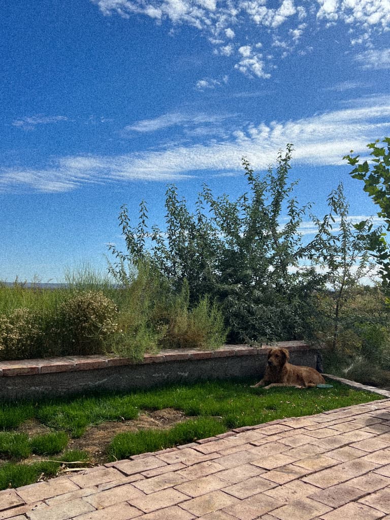 Un perro dorado echado en el pasto junto al muro bajo, con el cielo azul y nubes finas.