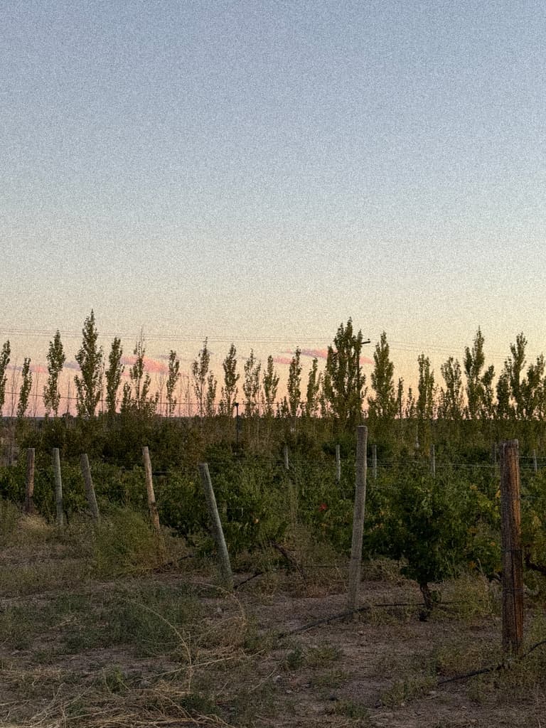 Hileras de vid al anochecer, con una fila de álamos contra el cielo rosado.