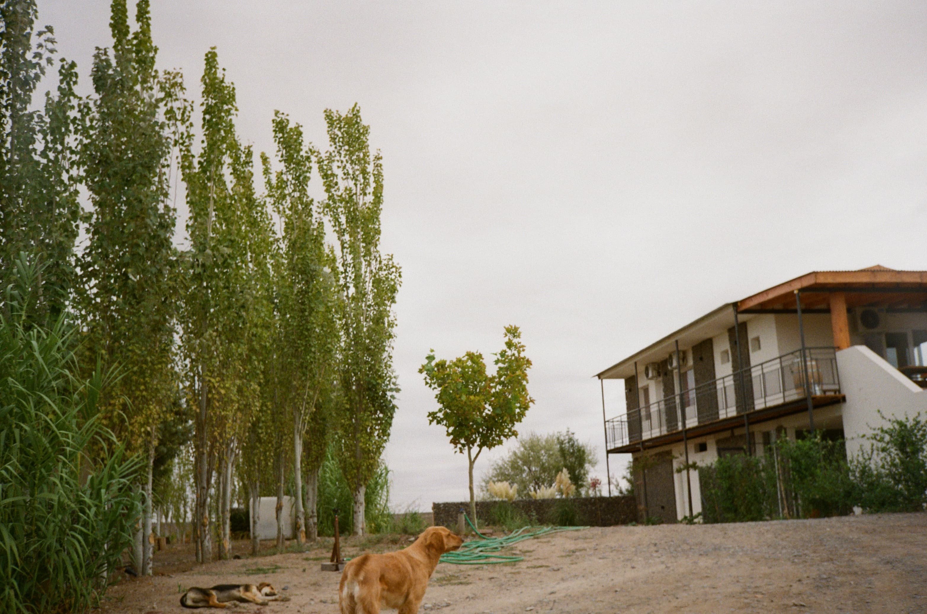 Un perro duerme en el patio de tierra y otro mira hacia la casa de las habitaciones, junto a los álamos y una manguera en el suelo.