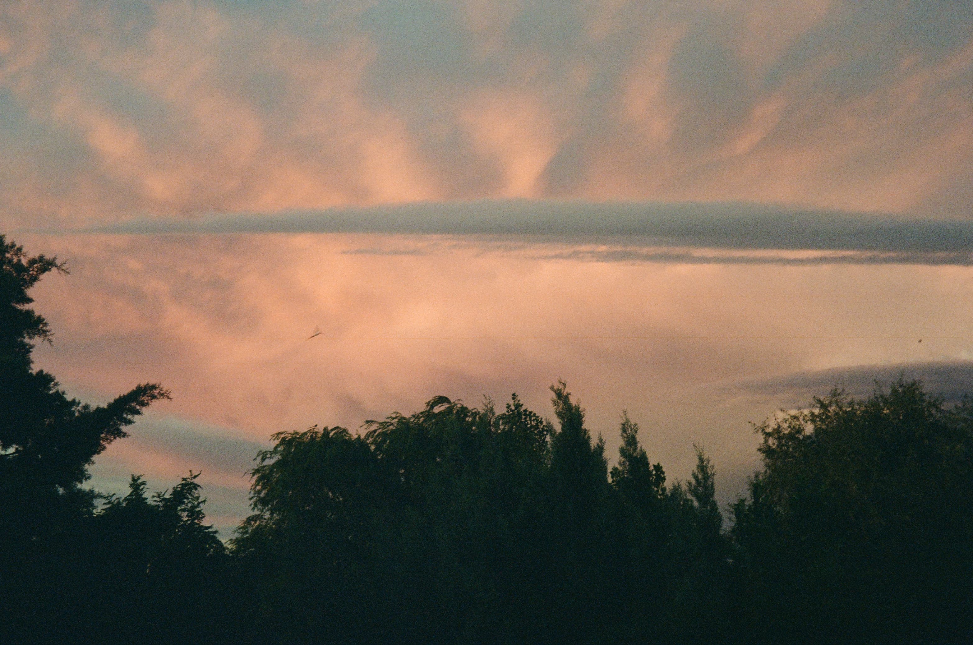 Nubes rosadas del atardecer sobre las copas oscuras de los árboles.