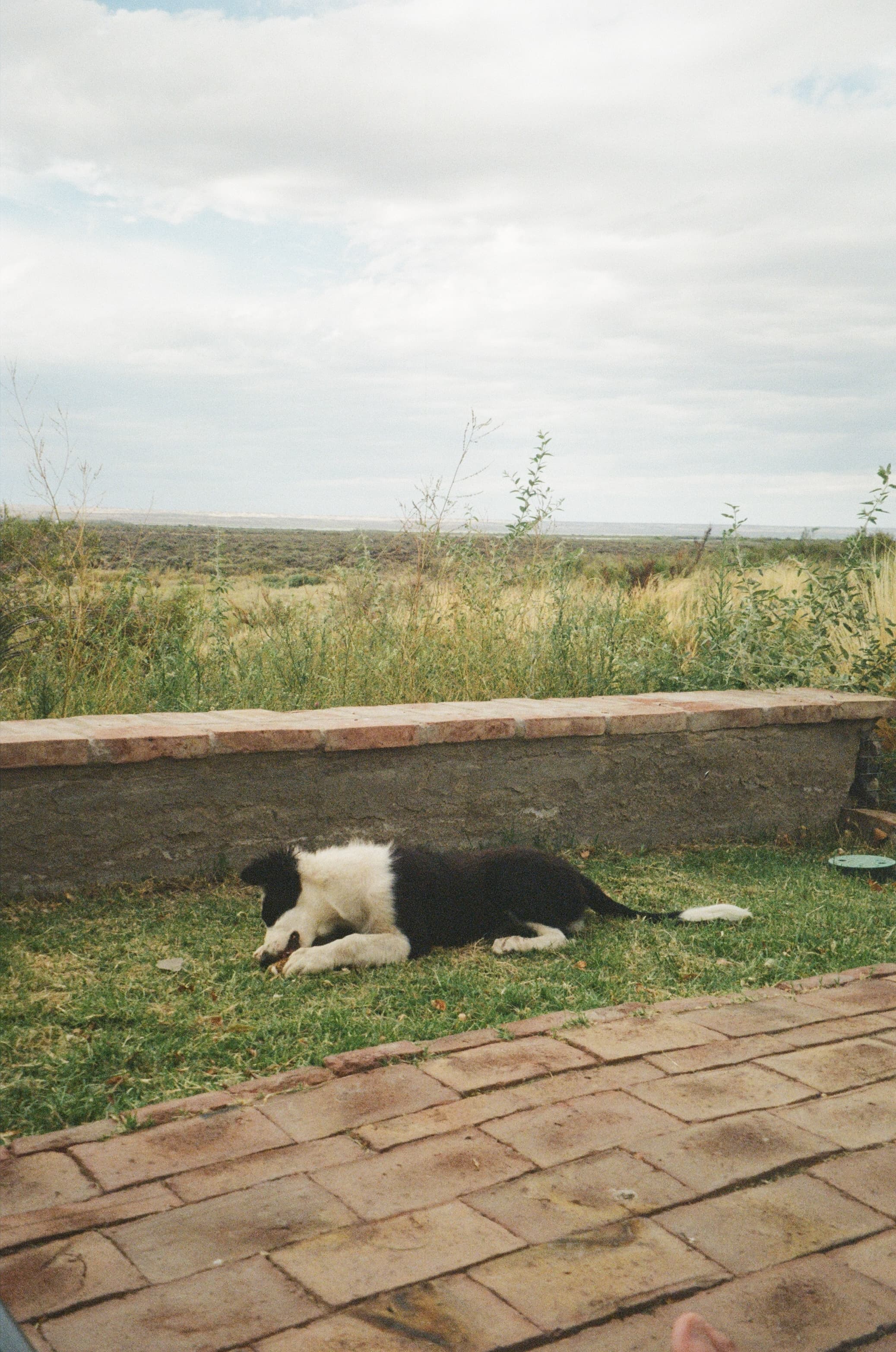 Un perro descansa junto al muro bajo que mira a la meseta.