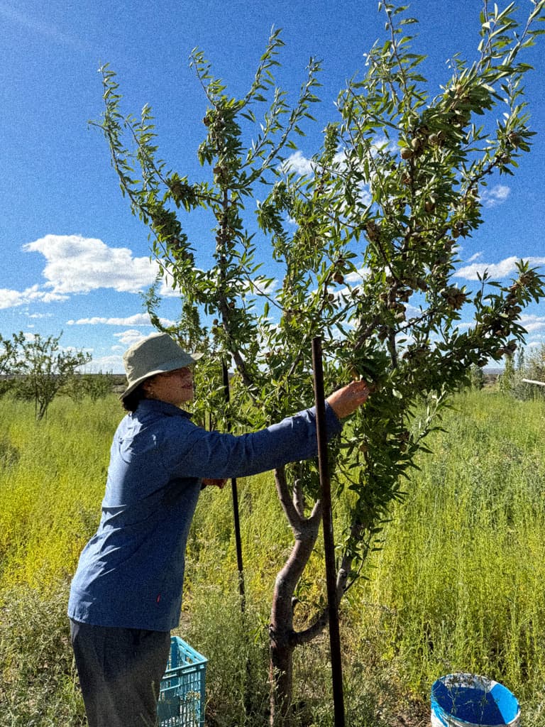 Una mujer de sombrero cosecha almendras de un árbol joven, con un cajón celeste a sus pies.
