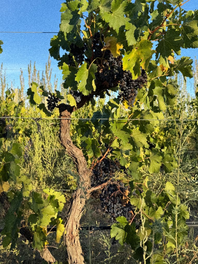 Un tronco retorcido de vid con racimos de uva tinta, al sol de la tarde.