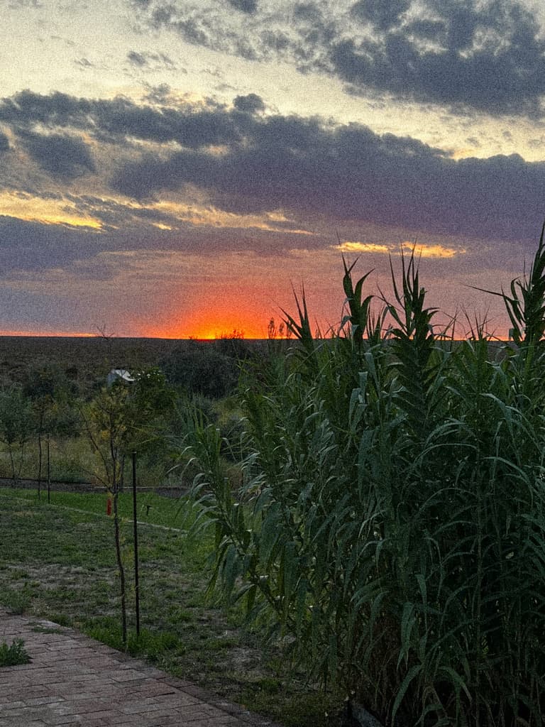 El sol se pone sobre la meseta, con un cañaveral a la derecha y el césped en sombra.